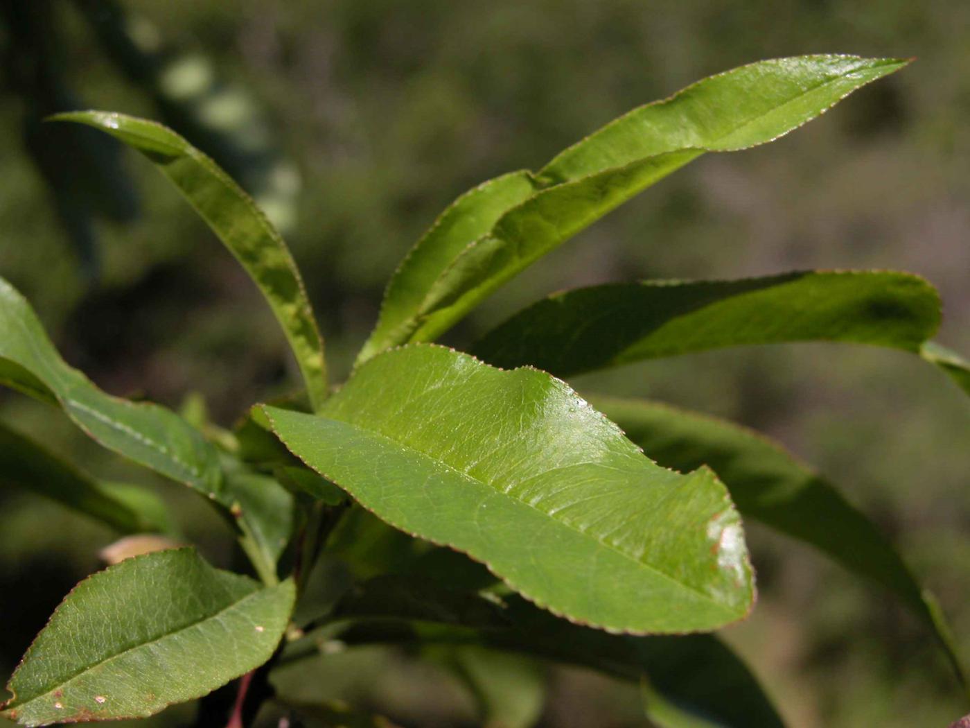 Almond leaf
